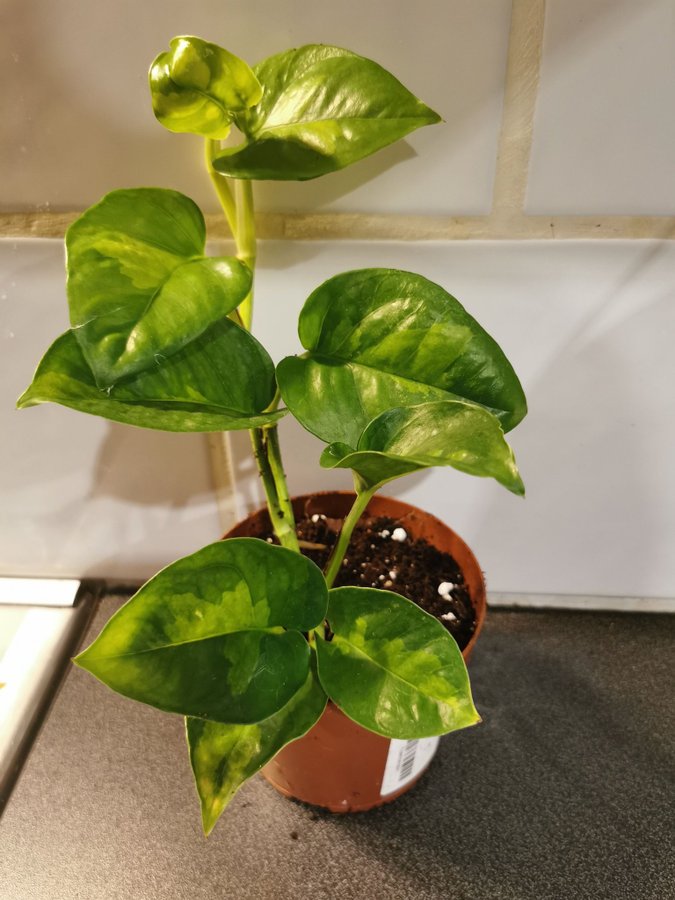 Epipremnum aureum