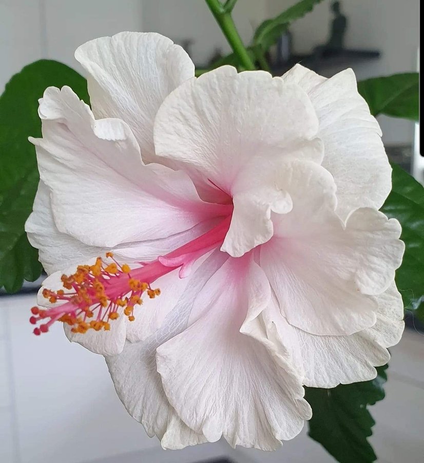 Hibiscus rosa-sinensis White Pride of Hankins