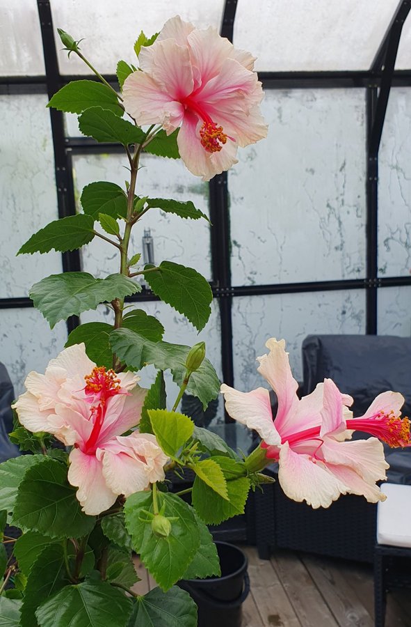 Hibiscus rosa-sinensis White Pride of Hankins