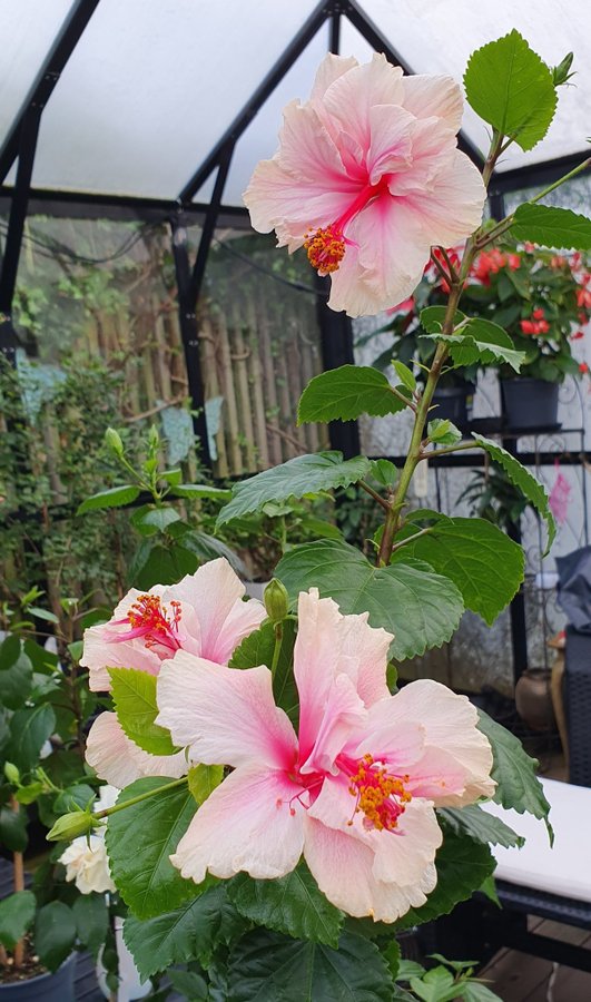 Hibiscus rosa-sinensis White Pride of Hankins