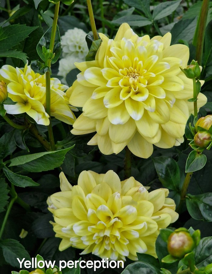 Dahlia 'Yellow Perception, knöl