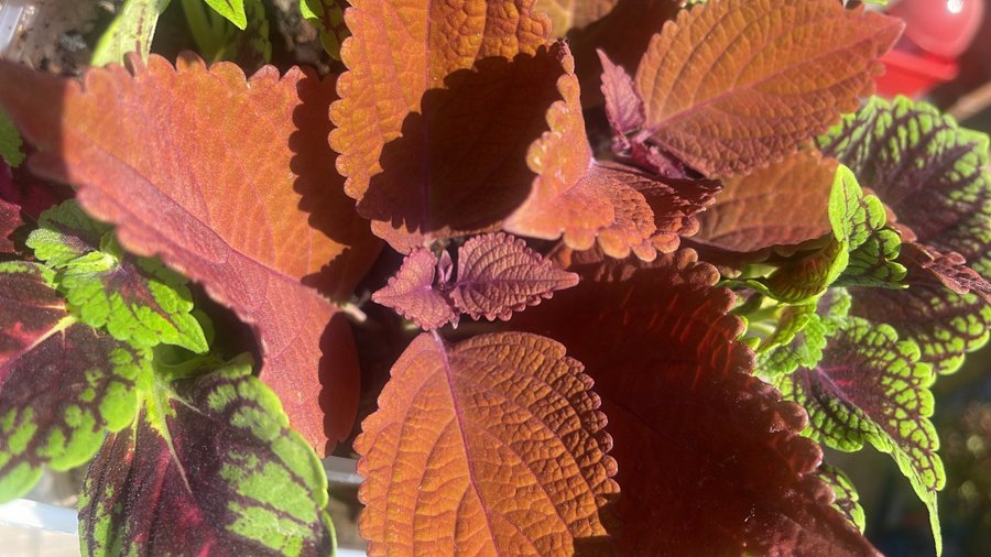 Palettblad Coleus Wall Street