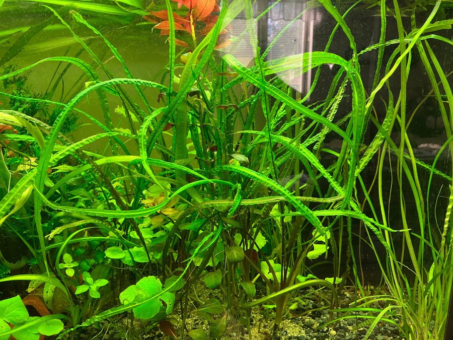 cryptocoryne balansae + sötvattentång + gaffelmossa