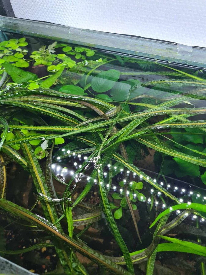 cryptocoryne balansae + sötvattentång + gaffelmossa