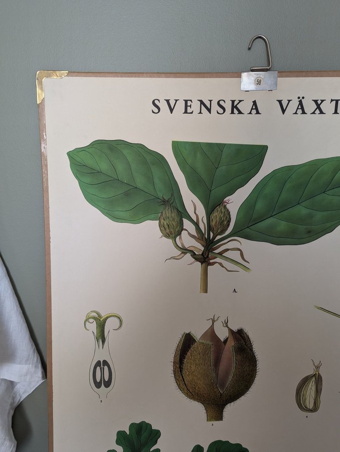 Svenska Växter • Skolplansch • Bok  Ek •