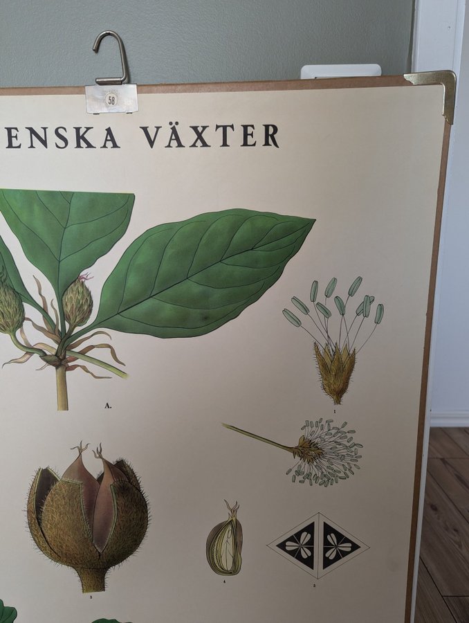 Svenska Växter • Skolplansch • Bok  Ek •