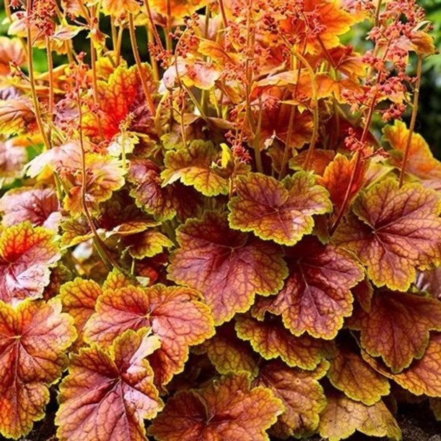 Heuchera Eternal Flame