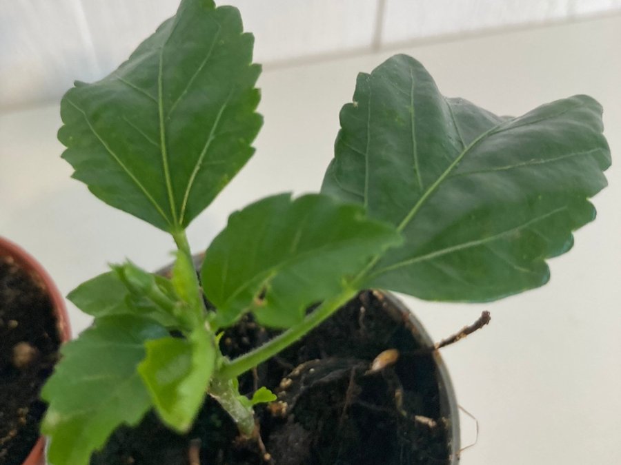 Hibiscus 'Snow Queen' och Hibiscus Fragilis DC