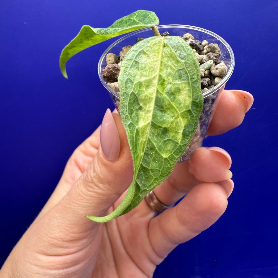 Hoya dennisii ’Frida' - rotad stickling