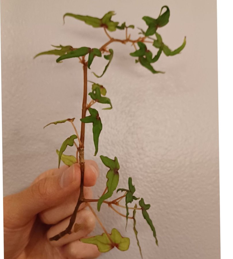 Bonsai Begonia Dregei "Partita", stickling