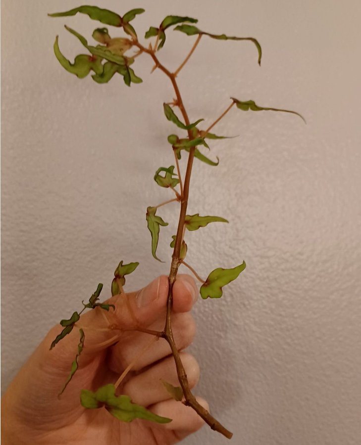 Bonsai Begonia Dregei "Partita", stickling