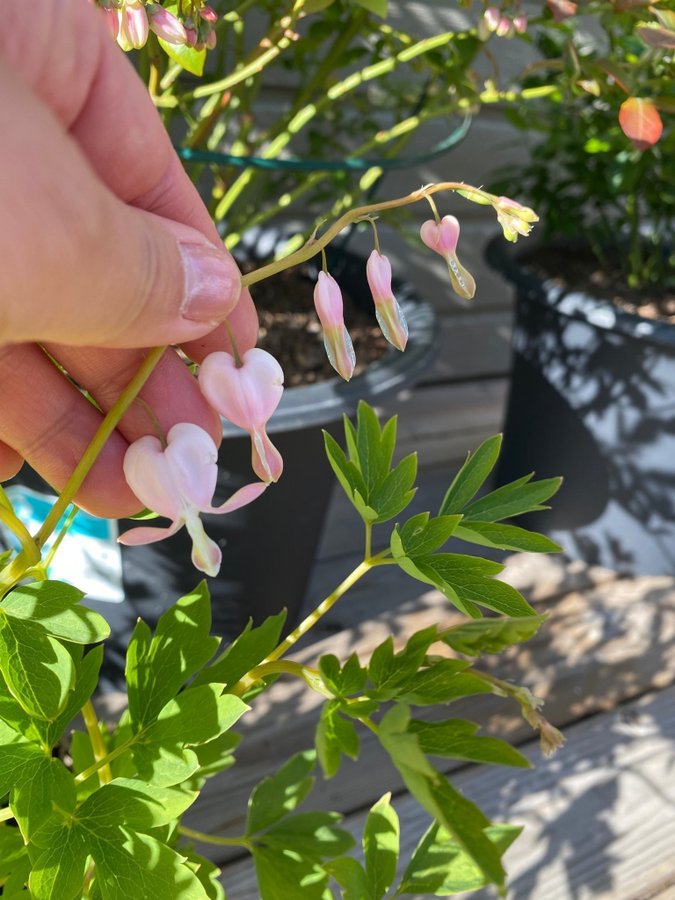 Nyhet Rosa Dicentra spectabilis löjtnantshjärta hjärtan romantiska mormorsväxt