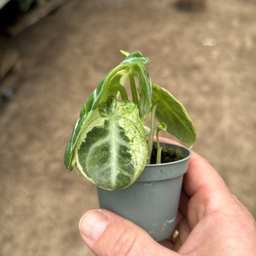 Alocasia Ninja Variegata