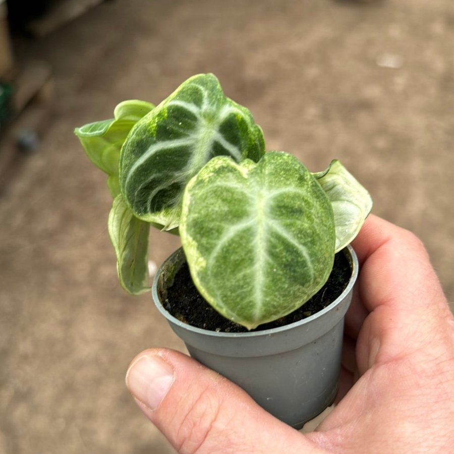 Alocasia Ninja Variegata