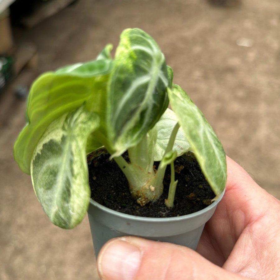 Alocasia Ninja Variegata