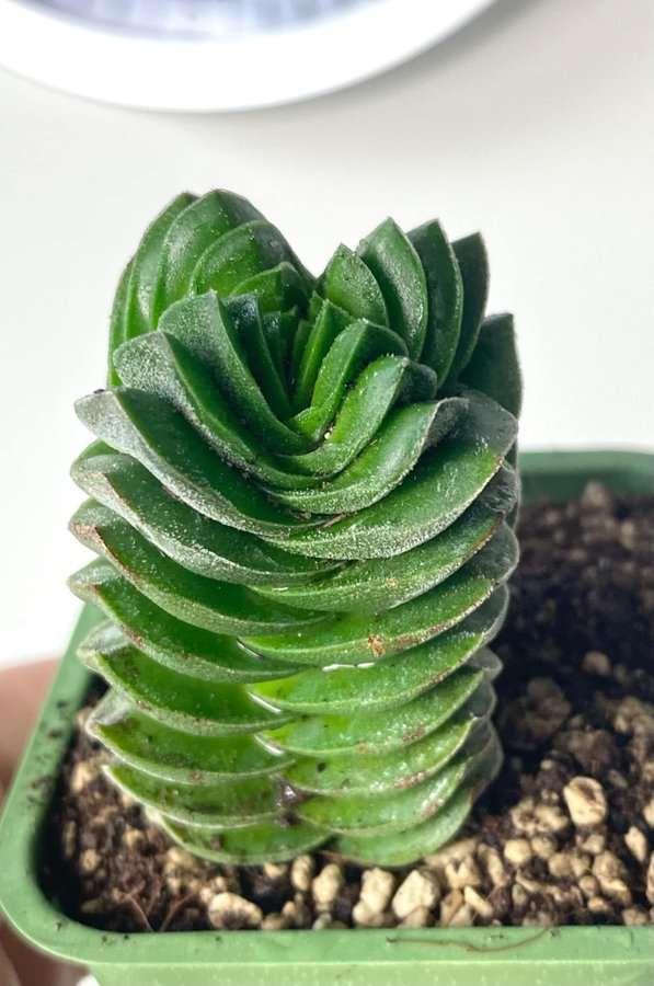 Crassula "Buddha's Temple"