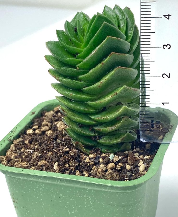 Crassula "Buddha's Temple"