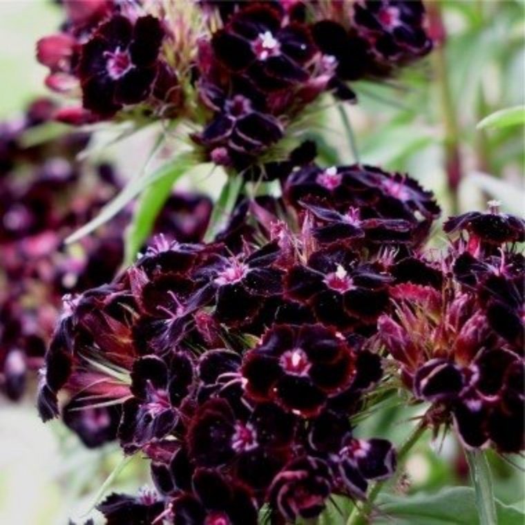 Borstnejlika Sooty (Dianthus barbatus ’Sooty’)