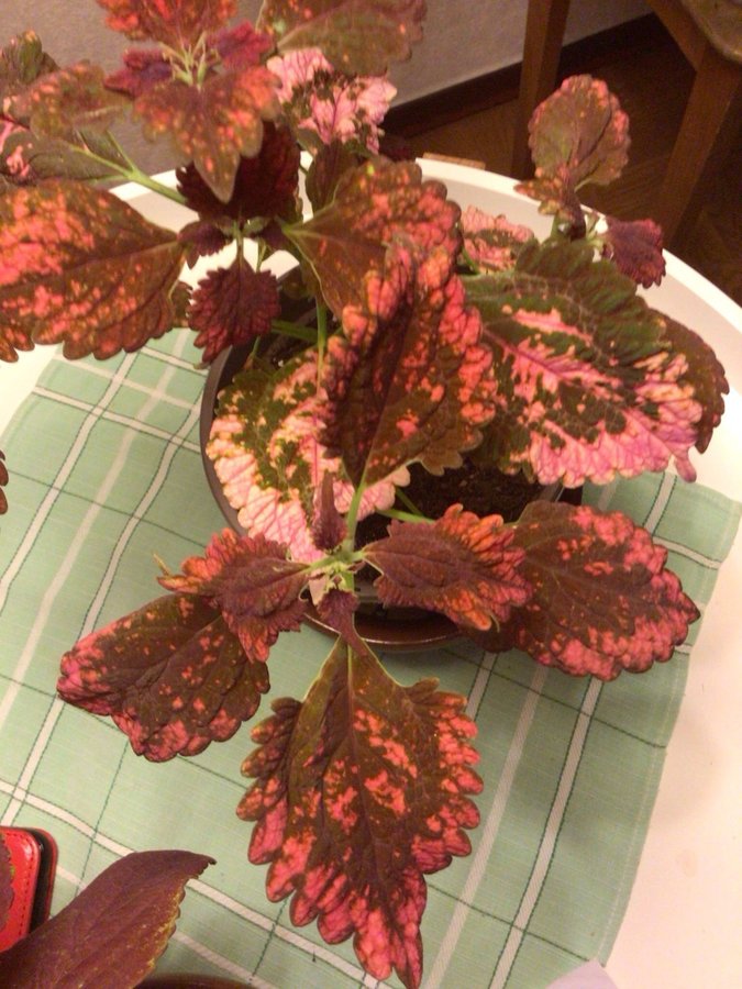 Coleus Pinto 1 rejäl stickling