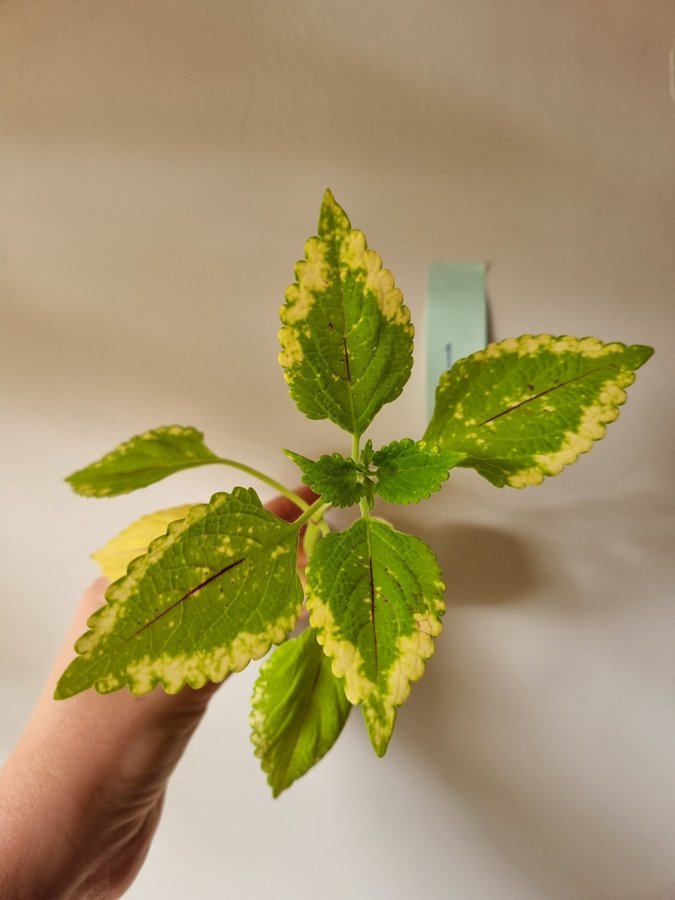 Palettblad Greta Coleus Stickling