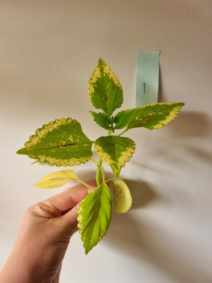 Palettblad Greta Coleus Stickling