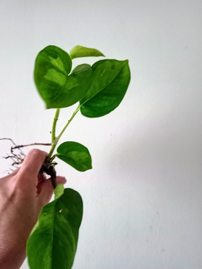 GULLRANKA " GLOBAL GEEEO " - EPIPREMNUM AUREUM - planta