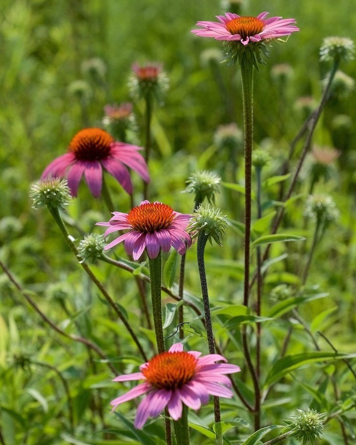 Lila solhatt echinacea 10 fröer