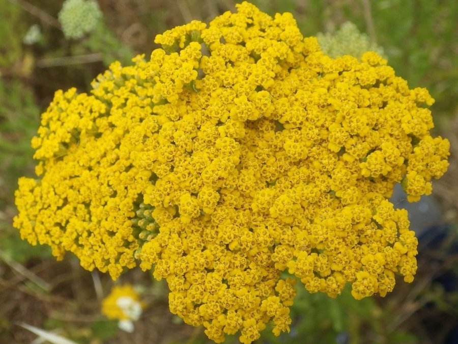 Doftande Röllika (Achillea ageratum)