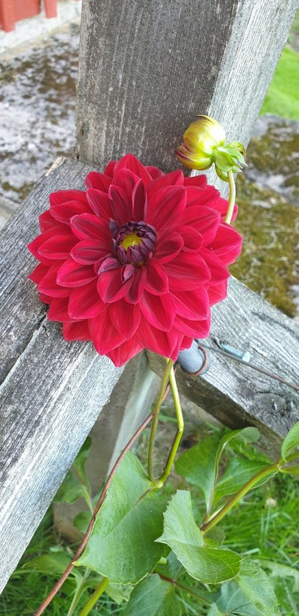 Dahlia 'Karma Choc' mörkröd dahlia knölar