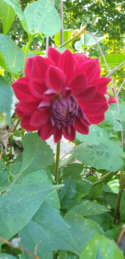 Dahlia 'Karma Choc' mörkröd dahlia knölar