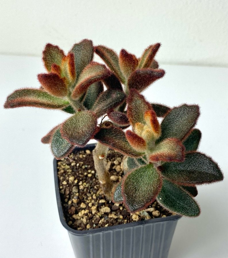 Kalanchoe Tomentosa 'Dorothy'