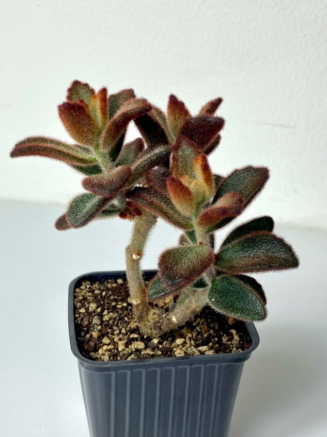 Kalanchoe Tomentosa 'Dorothy'