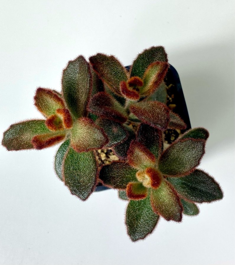 Kalanchoe Tomentosa 'Dorothy'