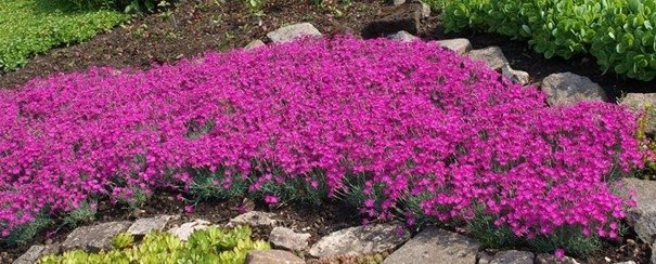 Stor Bergnejlika, flerårig, höjd 25 cm, blomtid juni-augusti, 30 frön