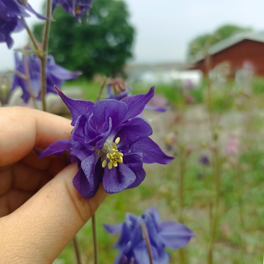 Aquilegia (Blå och Rosa) Mix ca 25st frön.