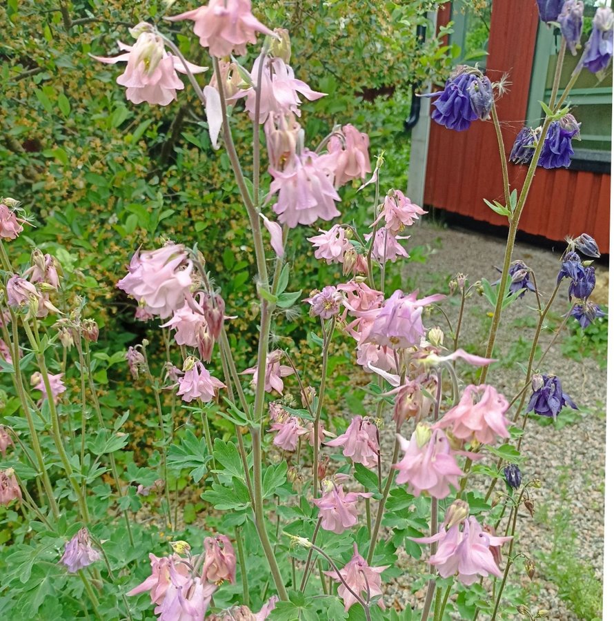 Aquilegia (Blå och Rosa) Mix ca 25st frön.