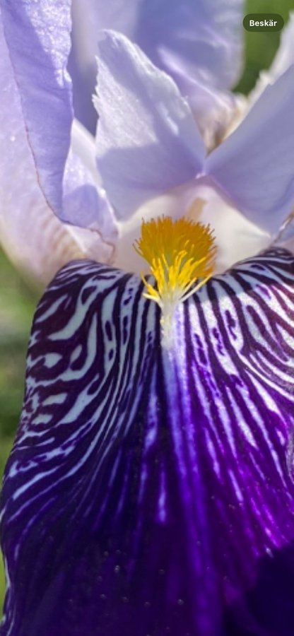 Lila/blå mormors perenn iris germanica rhizom