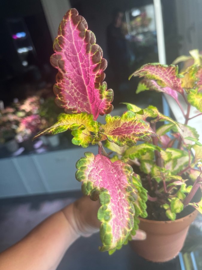 Palettblad/coleus stickling, FILIPPAFRÖIS