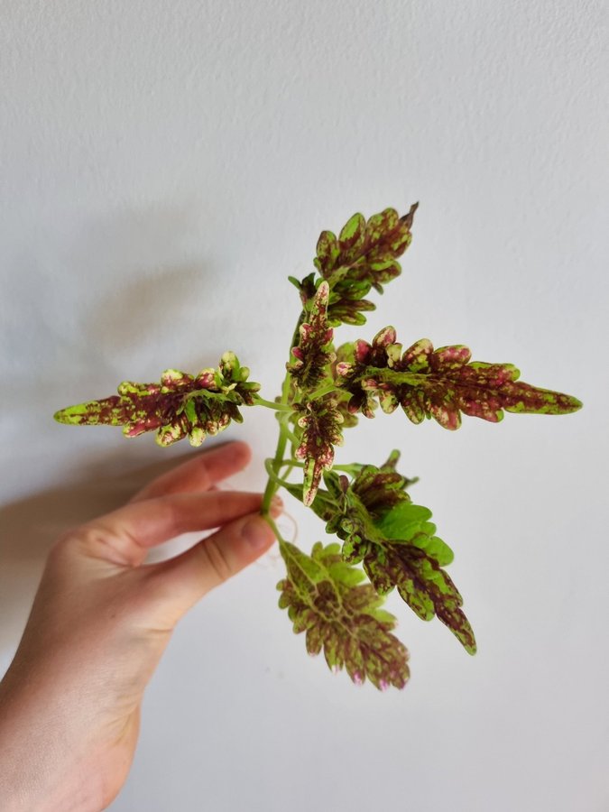 Palettblad Gilda Coleus Stickling