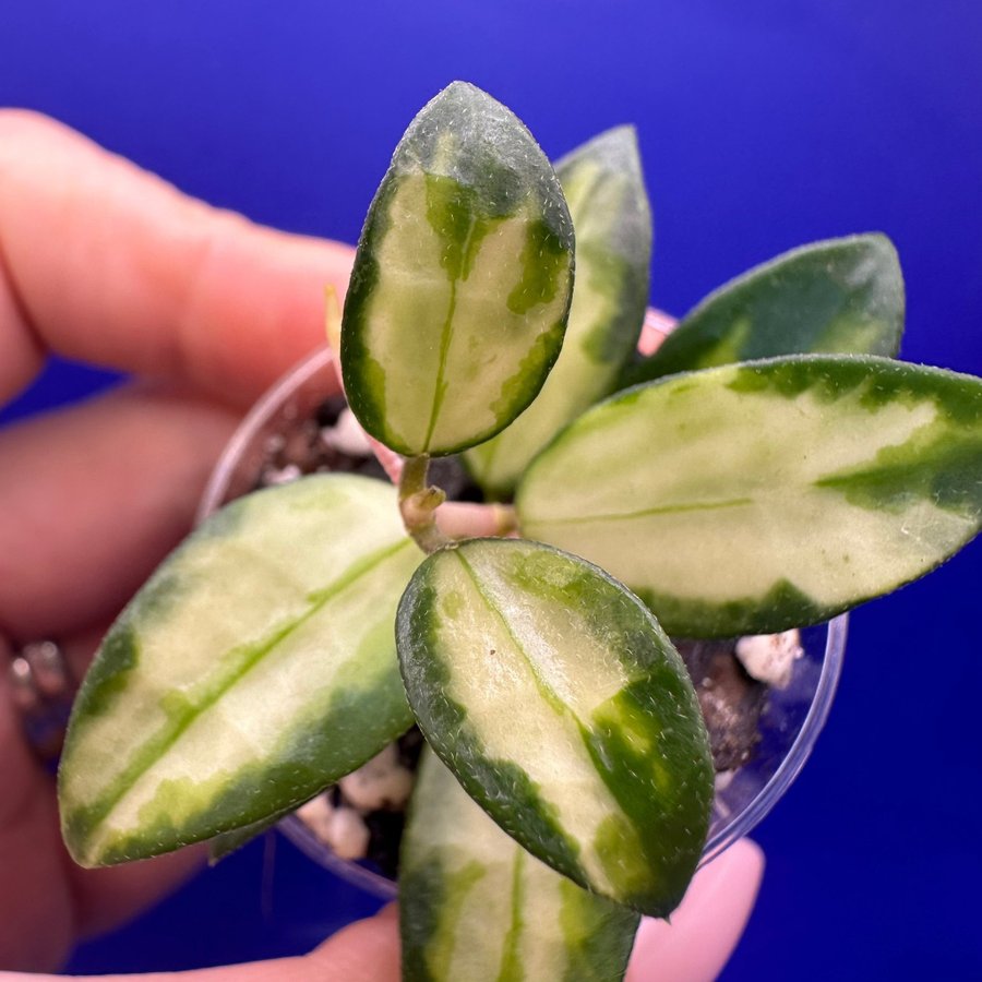 Hoya lacunosa ’Tricolor Bruno' - rotade sticklingar