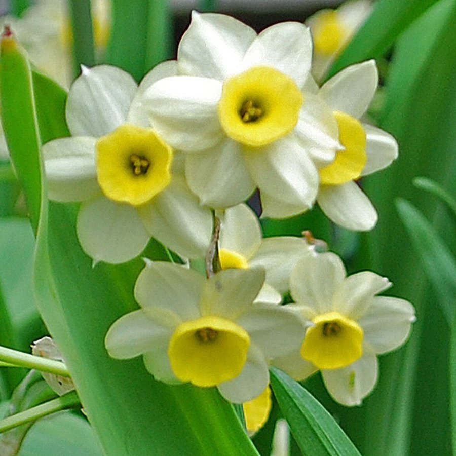 Trädgårdstazett Narcissus 'Minnow' 3 stora lökar