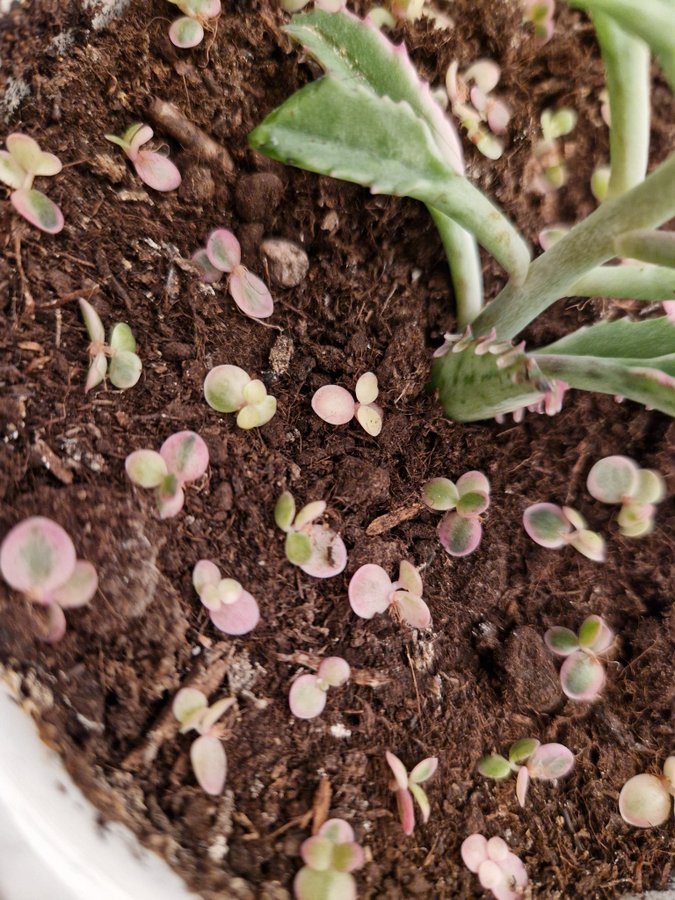 Kalanchoe Pink butterfly 6 bebisar