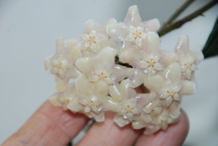 Hoya vangviengiensis NS07-200 - Liten planta