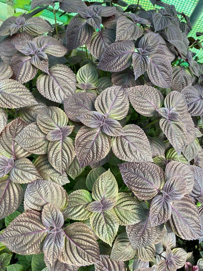 Shiso (Perilla frutescens) frö ca 30st