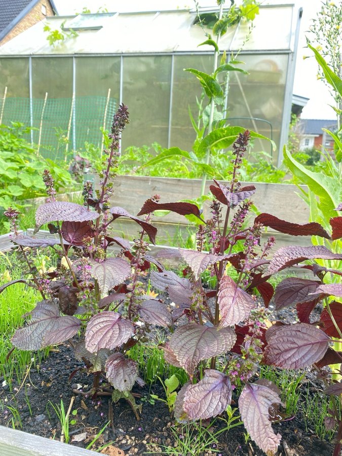 Shiso (Perilla frutescens) frö ca 30st