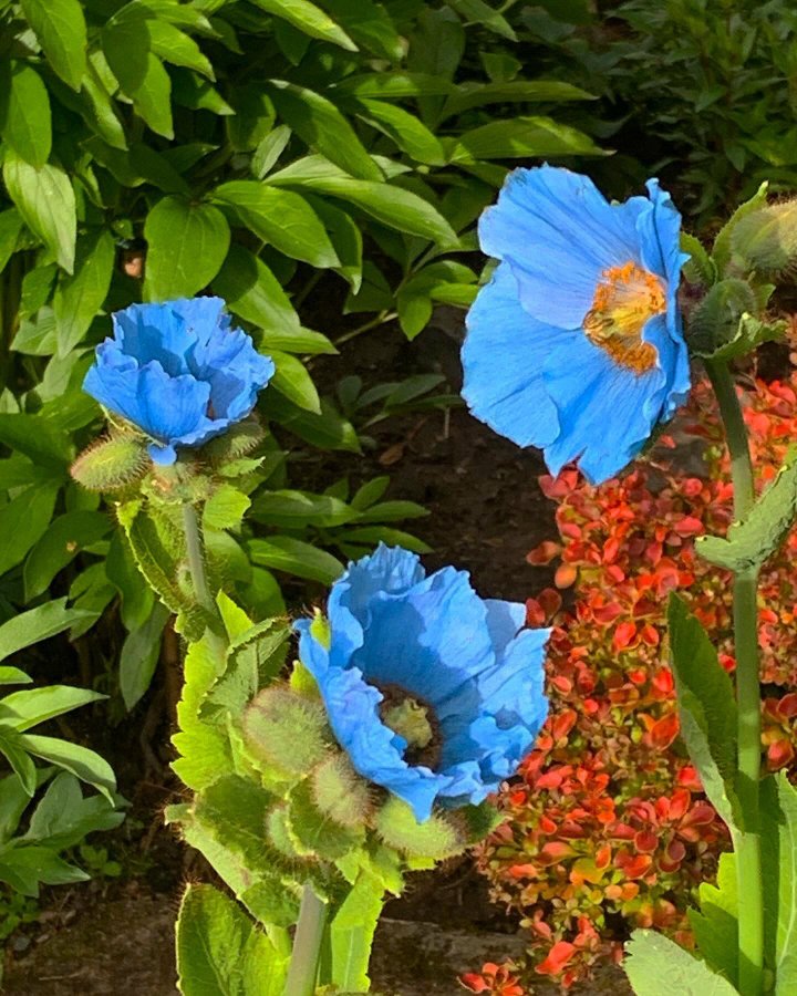 Meconopsis betoncifolia blå 10st frön