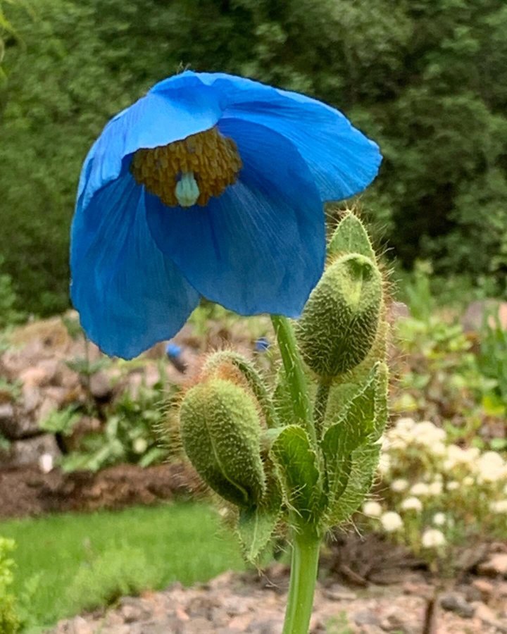 Meconopsis betoncifolia blå 10st frön