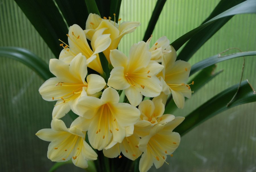 Clivia miniata, gul 3-årig fröplanta