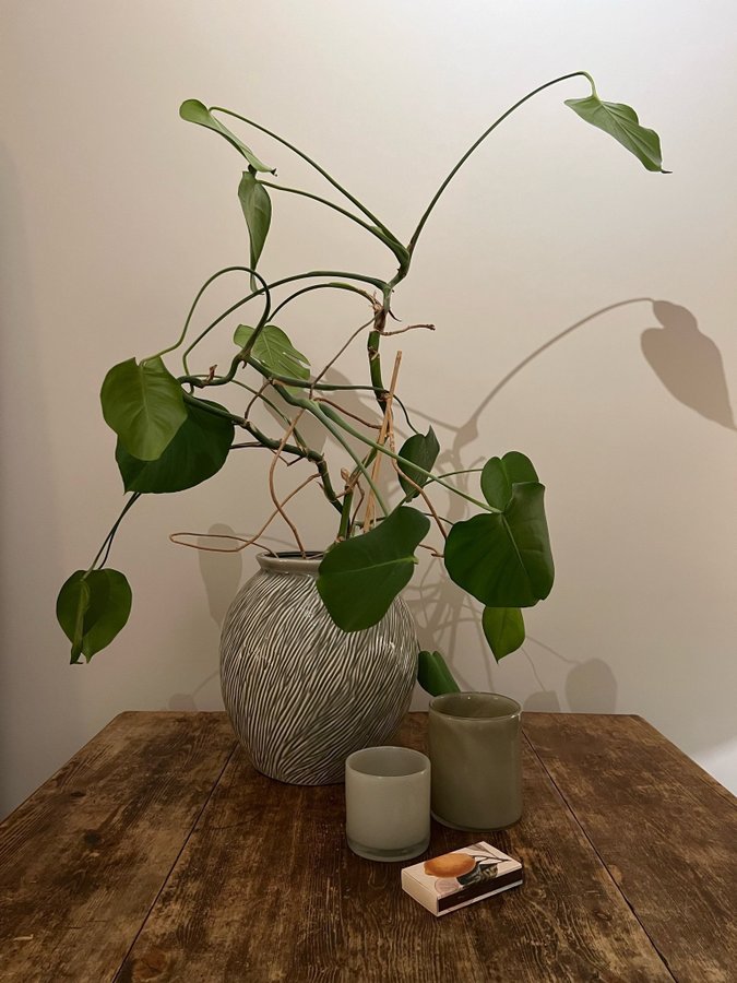 Grå urna / kruka med monstera