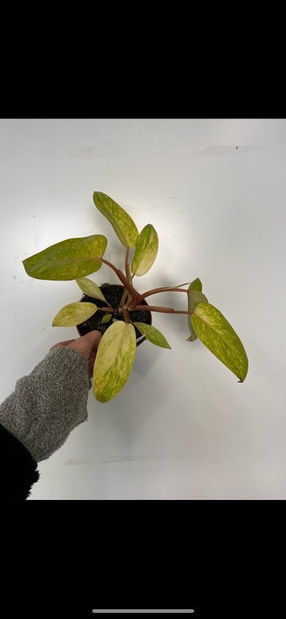 Philodendron painted lady variegata aroid planta